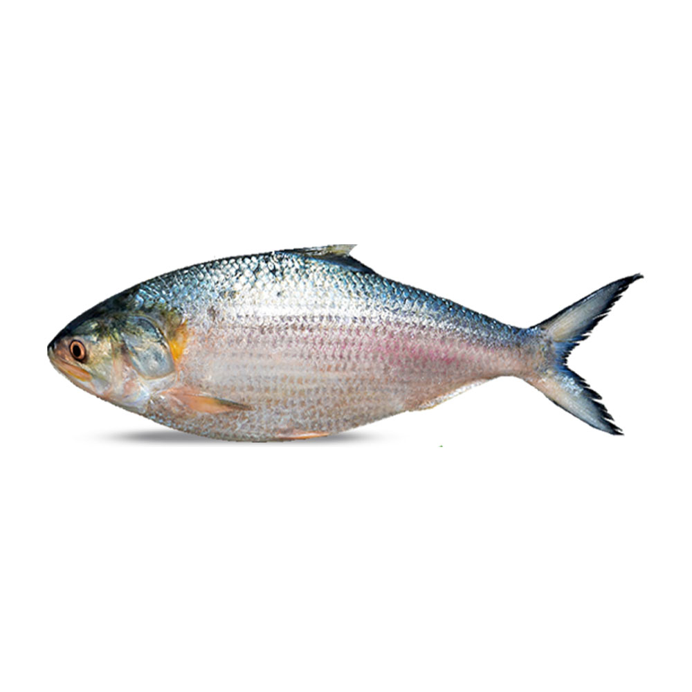 Hilsha Fish Whole  1200~1300gm