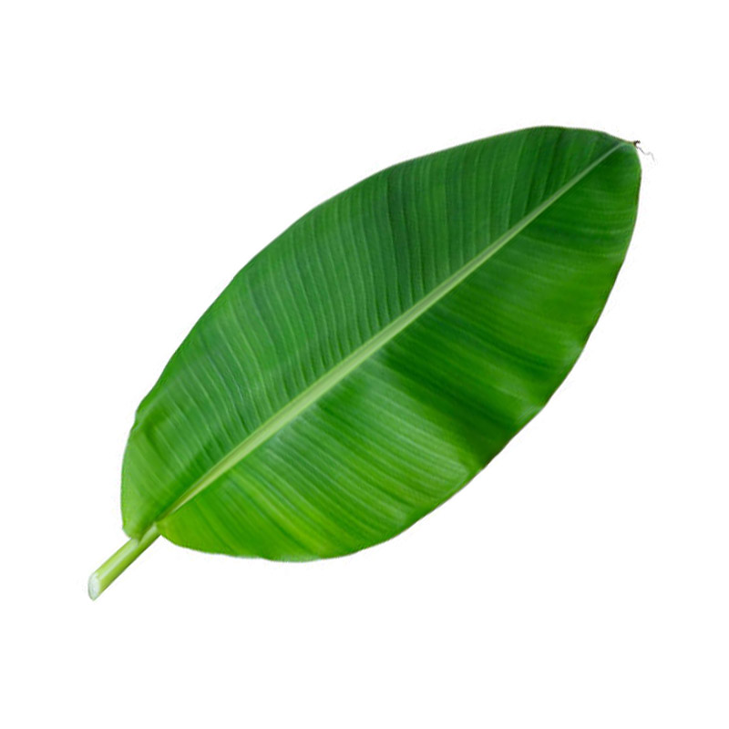 Banana Leaf