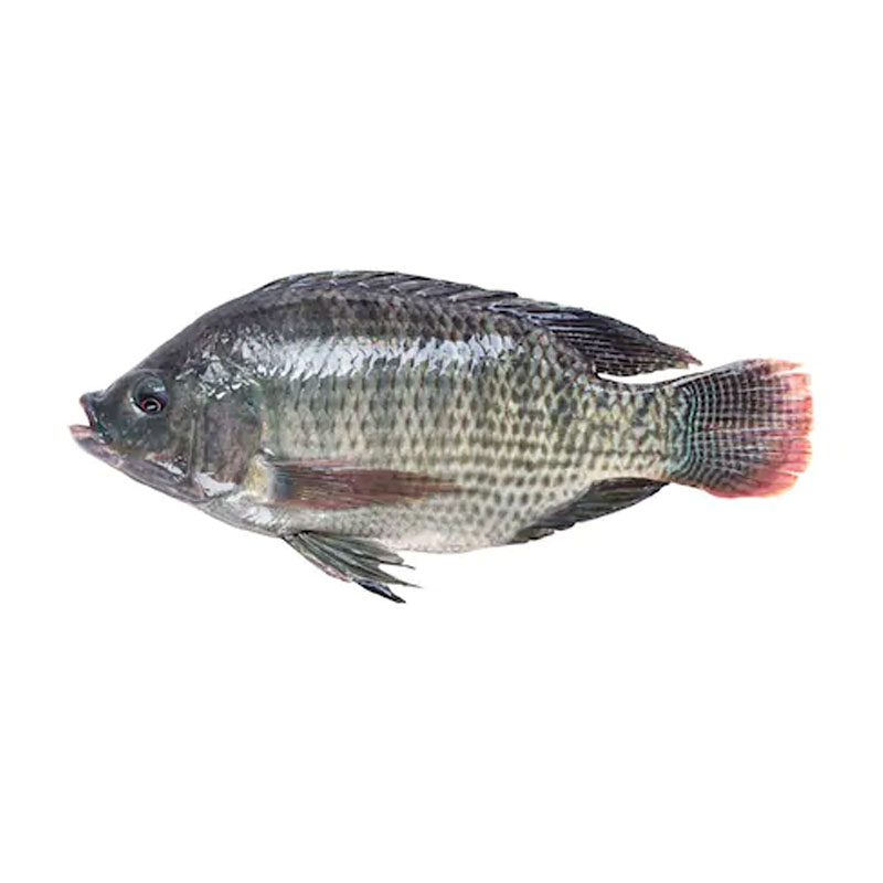 Tilapia Whole (300-400gm)