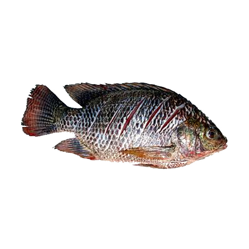 Tilapia Whole (Clean) Bangladesh 800-1000gm